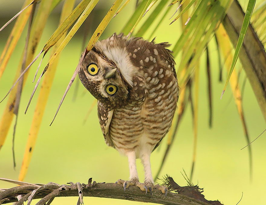 How Long Do Owls Live Owls Lifespan