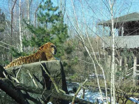 Siberian Tiger Facts For Kids - Siberian Tiger Habitat & Diet