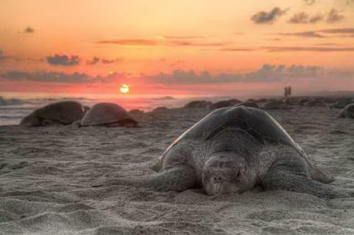 Sea Turtle Facts For Kids