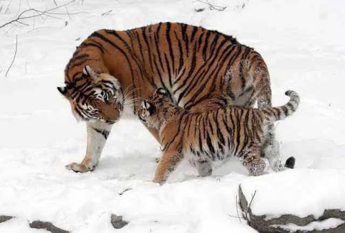 Siberian Tiger Facts For Kids - Siberian Tiger with its cub