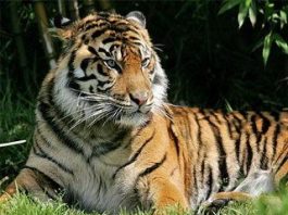 Sumatran Tiger Facts | Sumatran Tiger Habitat & Diet