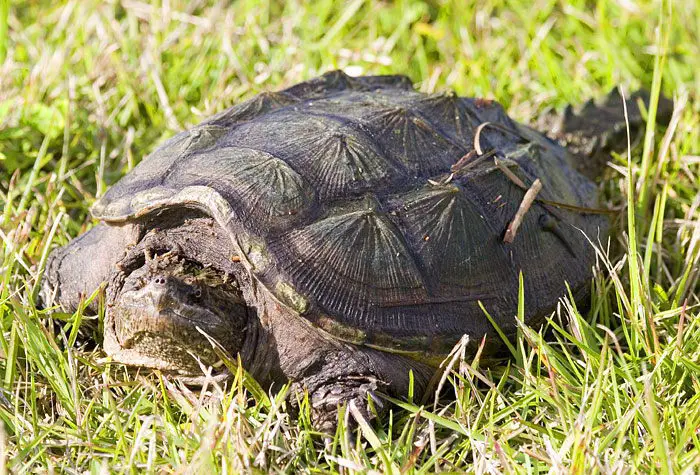 alligator snapping turtle facts - alligator snapping turtle