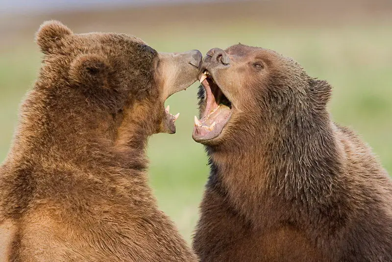 Brown Bears Playing - Brown Bear Facts