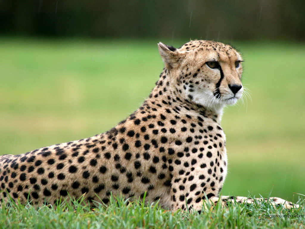 cheetah-facts-for-kids-cheetah-habitat-diet