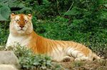 facts about bengal tiger 150x99 Facts About Tigers For Kids | Top 21 Tiger Facts