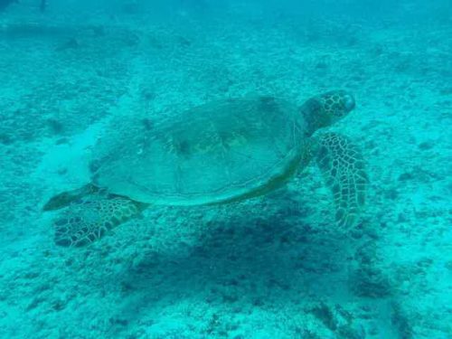 sea-turtle-facts-for-kids-how-long-do-sea-turtles-live