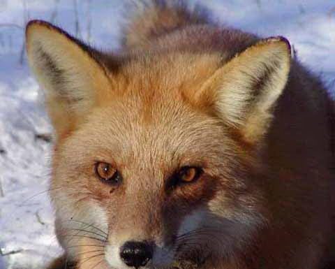 Belgian Red Foxes Diet