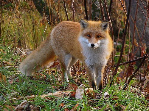 Red Fox Facts - Red Fox