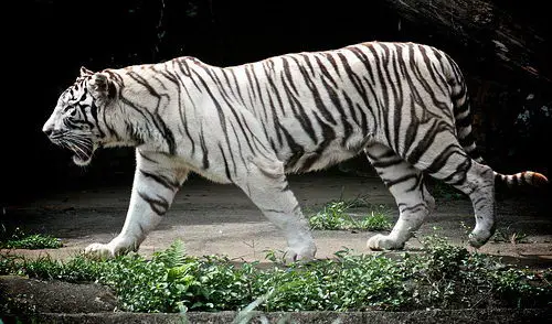 white-tigers1.jpg