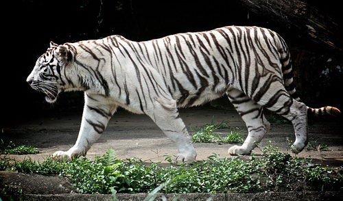 What biome does the white tiger live in?