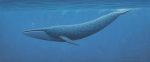 Blue Whale Facts For Kids | Blue Whale Habitat & Diet