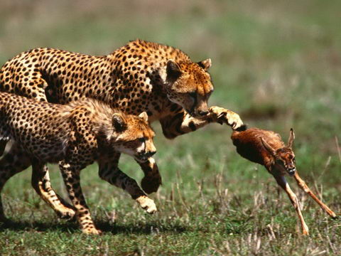 a cheetah hunting