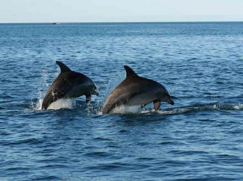dolphins-leaping Dolphin Facts - Dolphin