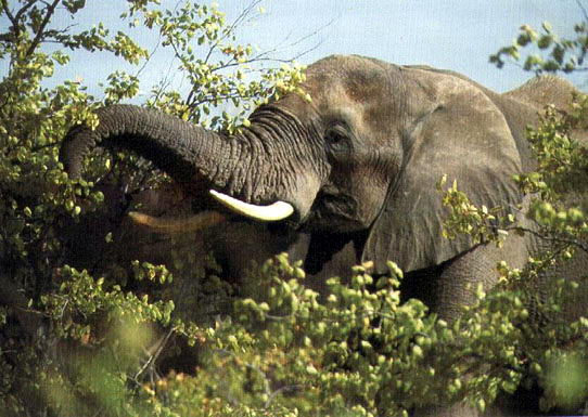 what-do-elephants-eat-elephants-diet