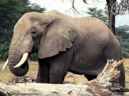 Elephant Facts For Kids | Elephant Habitat & Diet