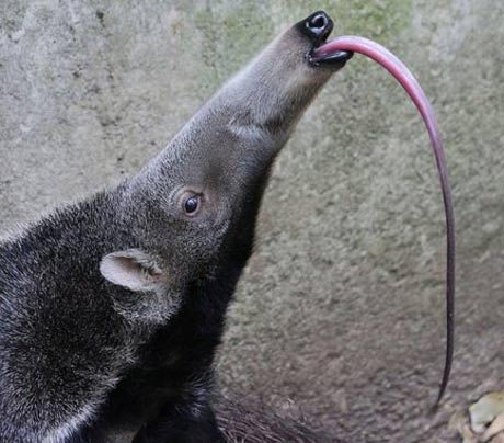 giant-anteater-tongue - Animals Time