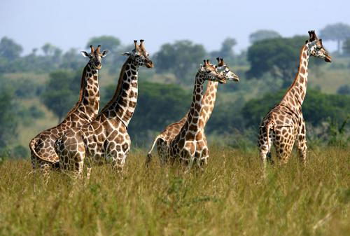 giraffe_gang Giraffe facts for kids - A Group of Giraffes