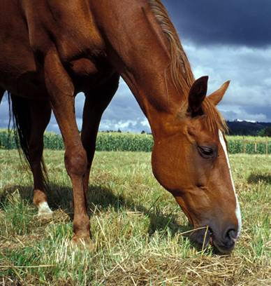 What do wild horses eat?