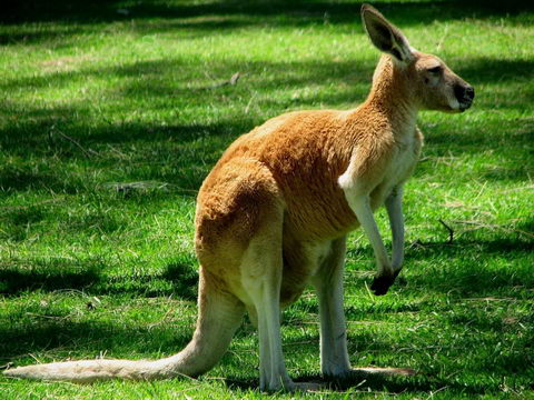 Kangaroo photo gallery, Kangaroo photos and pictures, Pictures of Kangaroo , Kangaroo images, High quality Kangaroo pictures