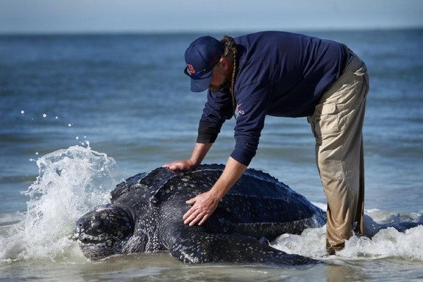 leatherback-sea-turtle-facts-leatherback-sea-turtle-habitat-diet