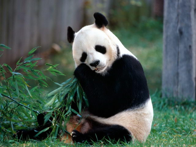 Where do pandas live?