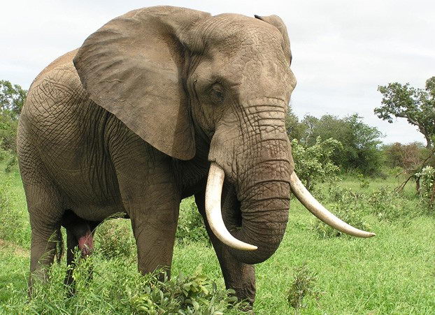 elephant in african