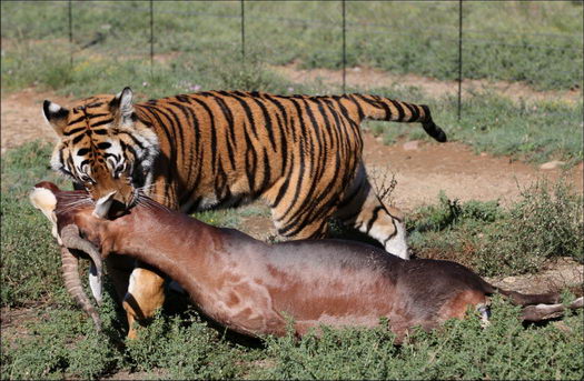 Tigers Killing Prey