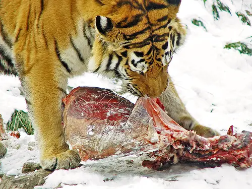 Tigers Eat