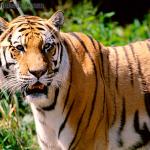 What Do Tigers Eat | Tigers Diet