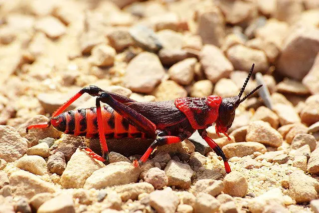 Grasshopper Facts For Kids