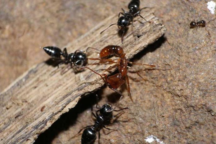 What Do Ants Eat Ants Diet