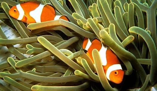 Clown Fish Diet