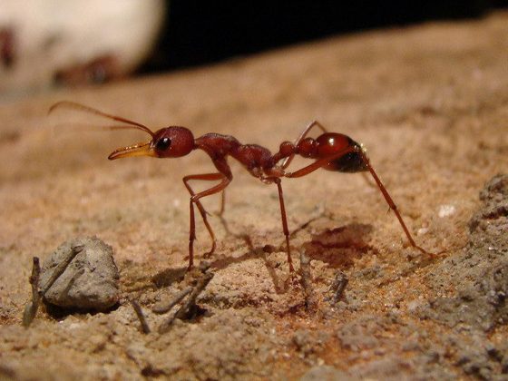 Ant Facts For Kids | Ant Habitat | Ant Diet