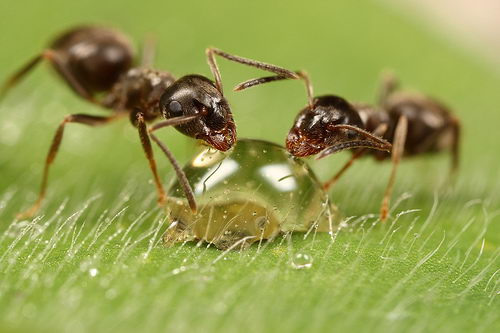 Green Ant Diet