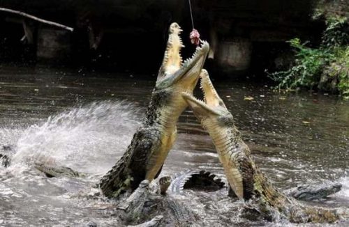 What Do Crocodiles Eat Crocodiles Diet
