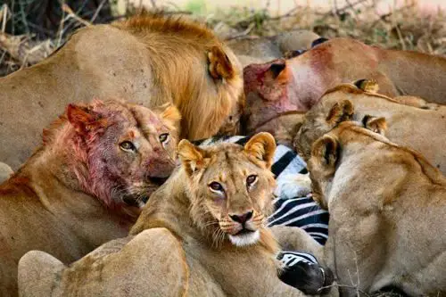 Lions-Eating.jpg