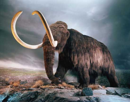 Woolly Mammoth Facts Replica in Museum Exhibit
