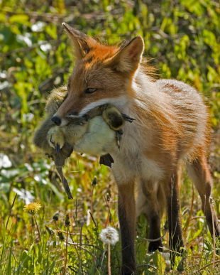 What Do Foxes Eat What Do Red Foxes Eat