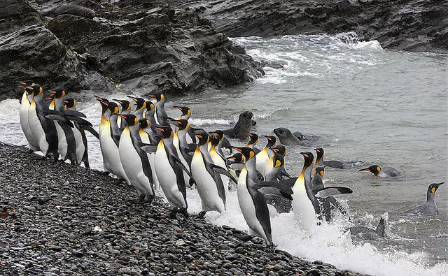 King Penguins - What Do Penguins Eat | What Do Different Types of Penguins Eat