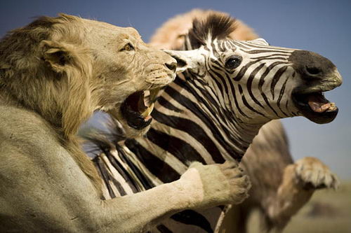 Lion Feeding Image