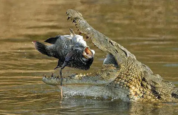 What Do Crocodiles Eat | Crocodiles Diet