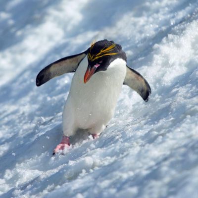 What Do Penguins Eat | What Do Different Types of Penguins Eat
