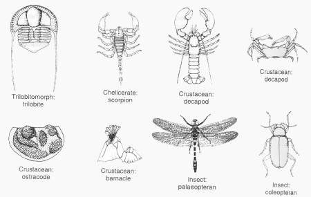 Arthropods Images