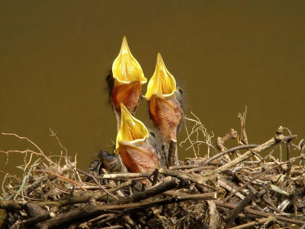 what-to-feed-a-baby-bird-that-fell-out-of-a-nest