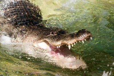 Animal Facts on Alligator Facts For Kids Alligator Facts For Kids   Fun Facts About