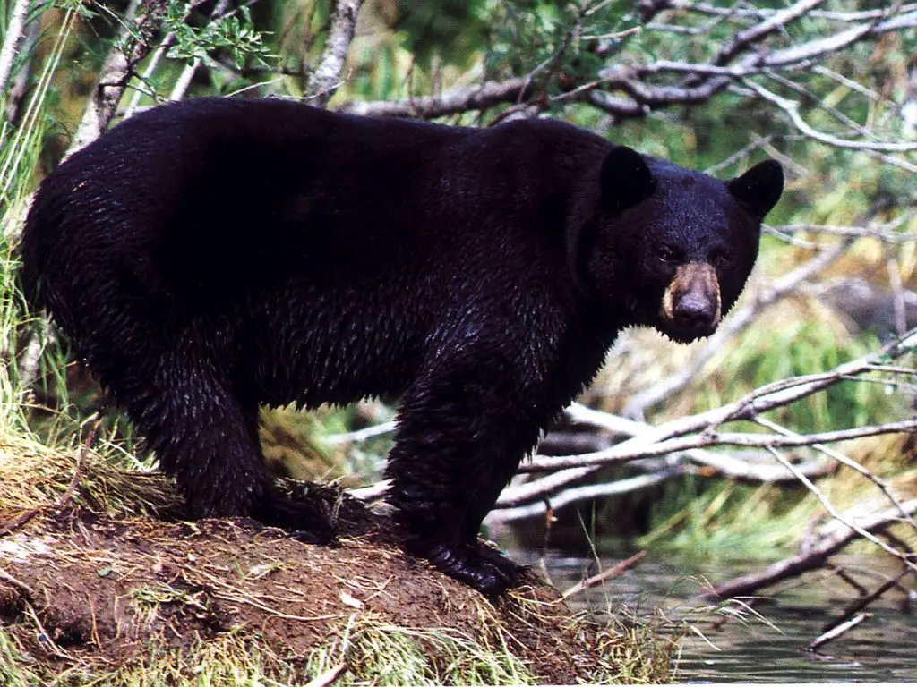 black bear - black bear facts