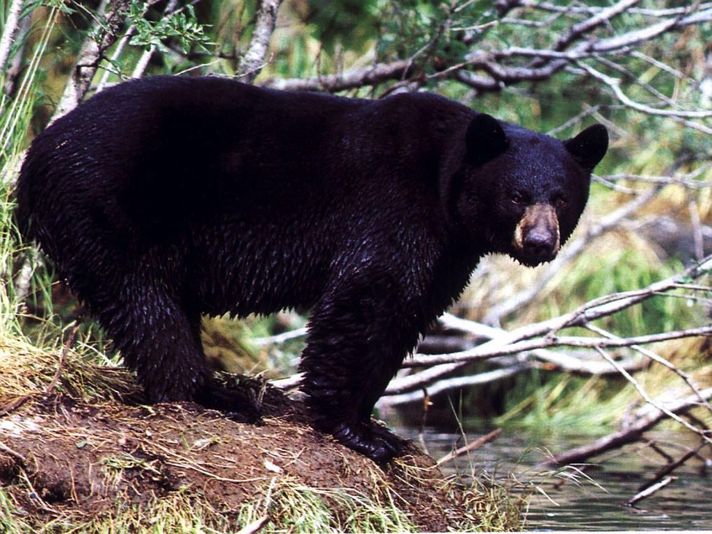 American Black Bear Facts For Kids American Black Bear Facts For Kids