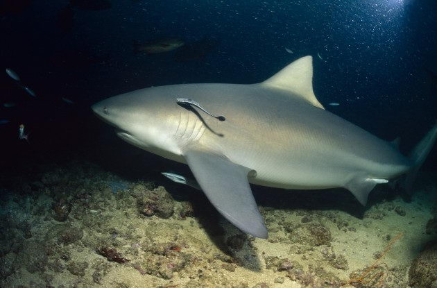 Facts About Bull Sharks Diet Video