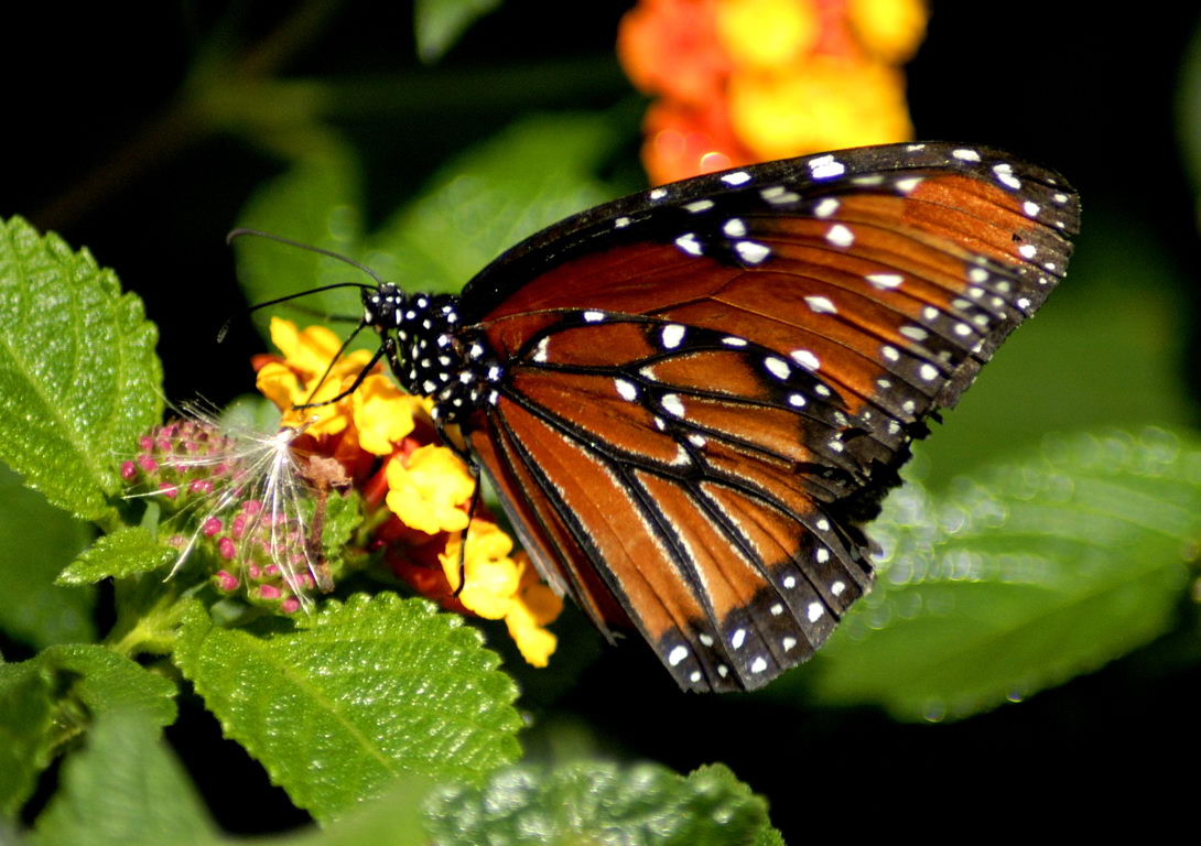 butterfly-facts-for-kids-butterfly-habitat-diet