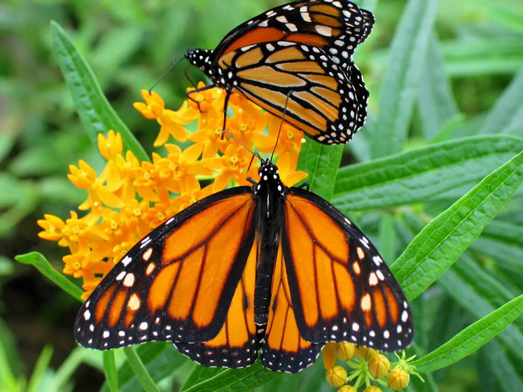 Interesting Facts About The Monarch Butterfly For Kids